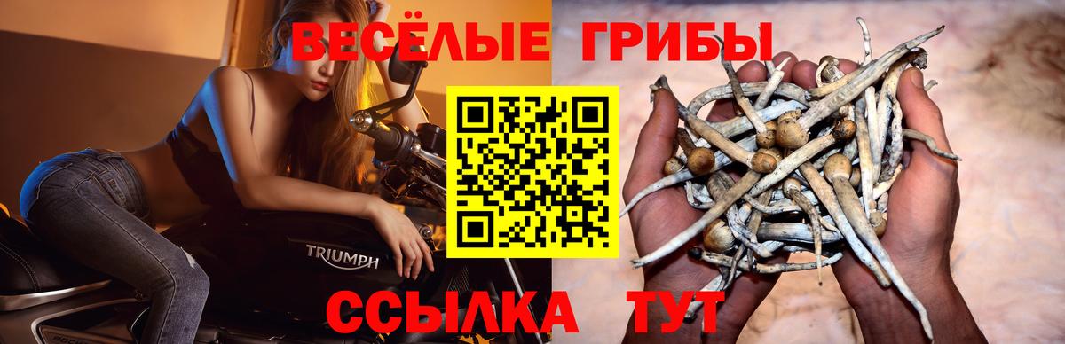 Галлюциногенные грибы мицелий  Вход с VPN  Гурьевск  Галлюциногенные грибы мицелий 